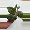 plant/Hoya Finlaysonii-0-thumbnail