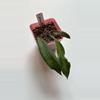 plant/Hoya Benguetensis-0-thumbnail