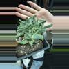 plant/Tiger jaws 5”-0-thumbnail