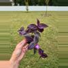 plant/Tradescantia 2"-0-thumbnail