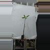 plant/Buy 2 Red Mangrove get one free (total 3)-0-thumbnail