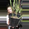 plant/Euphorbia Leucodendron single-0-thumbnail