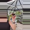 plant/Philodendron Strawberry Shake Cutting-0-thumbnail