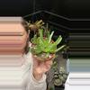 plant/Glottiphyllum Depressum 3.5”-0-thumbnail