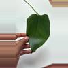 plant/Monstera Sierrana-0-thumbnail