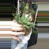 plant/Euphorbia Esculenta 5”-0-thumbnail