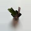plant/Hoya Erythrina-0-thumbnail
