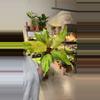 plant/philodendron orange marmalade 4” pots-0-thumbnail