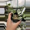 plant/Hoya lacunosa silver Mint Coin grower choice-0-thumbnail