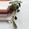 plant/Hoya Obscura-1-thumbnail