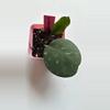 plant/Hoya Obovata-0-thumbnail