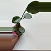 plant/Hoya Sp AH014-0-thumbnail