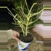 plant/Euphorbia Briar Patch gallon-0-thumbnail