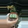 plant/Truncata-0-thumbnail