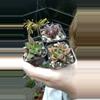 plant/Haworthia-0-thumbnail