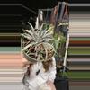 plant/Dykia 6”-0-thumbnail