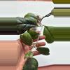 plant/Hoya Deykeae-0-thumbnail