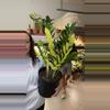 plant/zz chamelon-0-thumbnail