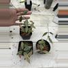 plant/Hoya lacunosa sp Laos grower’s choice-0-thumbnail