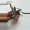 plant/Hoya Minibelle-0-thumbnail