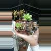 plant/3 for 12-0-thumbnail