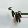 plant/Hoya Minibelle-1-thumbnail