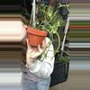 plant/Rhipsalis Baccifera 3.5”-0-thumbnail