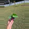 plant/Anthurium Delta Force 3.5"-0-thumbnail