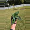 plant/0984 Anthurium Pap 4"-0-thumbnail