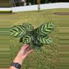 plant/Calathea Makoyana 4"-0-thumbnail