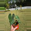 plant/0983 Anthurium Clarinervium 4"-0-thumbnail