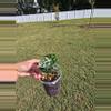 plant/Alocasia Watsoniana-0-thumbnail