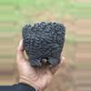 plant/Triple black footed 5x4.25H-0-thumbnail