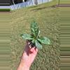 plant/Hoya Crassipetiolata Splash-0-thumbnail