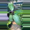 plant/Snowdrift-0-thumbnail