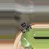 plant/Phiddipus Regius-0-thumbnail