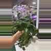 plant/1611 hoya geneviene-0-thumbnail