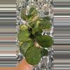 plant/Hoya obovata inner variegated-0-thumbnail
