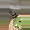 plant/Phiddipus Regius-1-thumbnail