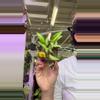 plant/0232 Hoya lacunosa variegated-0-thumbnail