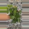 plant/Hoya Chouke-0-thumbnail