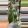 plant/3207 Gunung gading-0-thumbnail