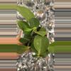 plant/Hoya pachyclyda-0-thumbnail