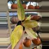 plant/Orange marmalade-0-thumbnail