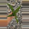 plant/Monstera obliqua-0-thumbnail