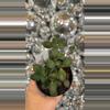 plant/Hoya Carmelae-0-thumbnail