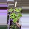 plant/0794 monstera lemon line-0-thumbnail