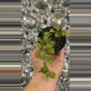 plant/Hoya kanyukamariana-0-thumbnail