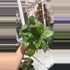 plant/0618 hoya suriogaoensis-0-thumbnail
