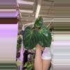 plant/1558 Anthurium KOS-0-thumbnail